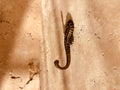 Brass Seahorse Hook | Left Facing