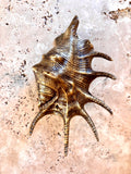 Triton Shell Brass Door Knocker